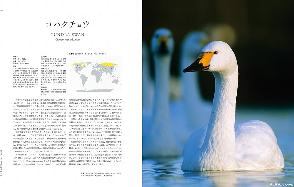 世界の渡り鳥大図鑑 | Mike Unwin, David Tipling, 森本 元, David